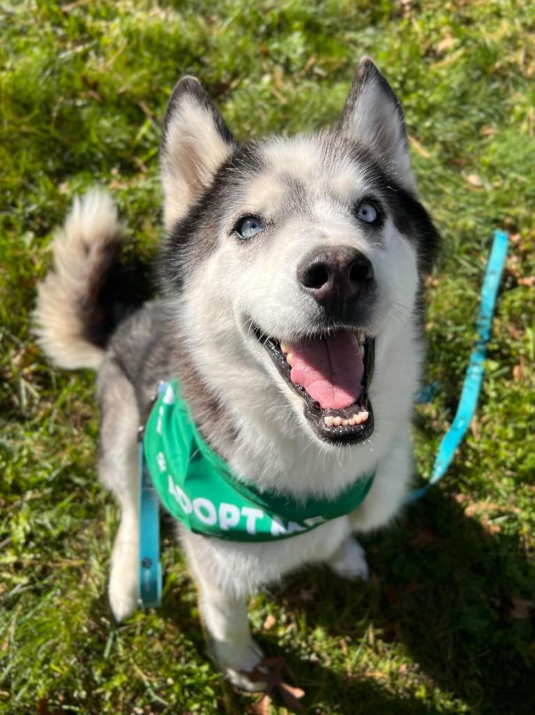 Chaos, Adoptable, Adult Male Mixed Breed.