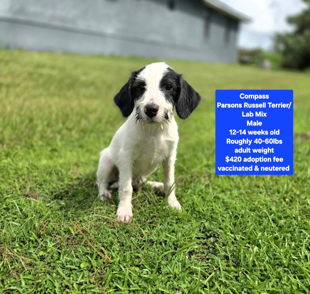 Compass, ADOPTABLE, Puppy Male Parson Russell Terrier & Labrador Retriever.