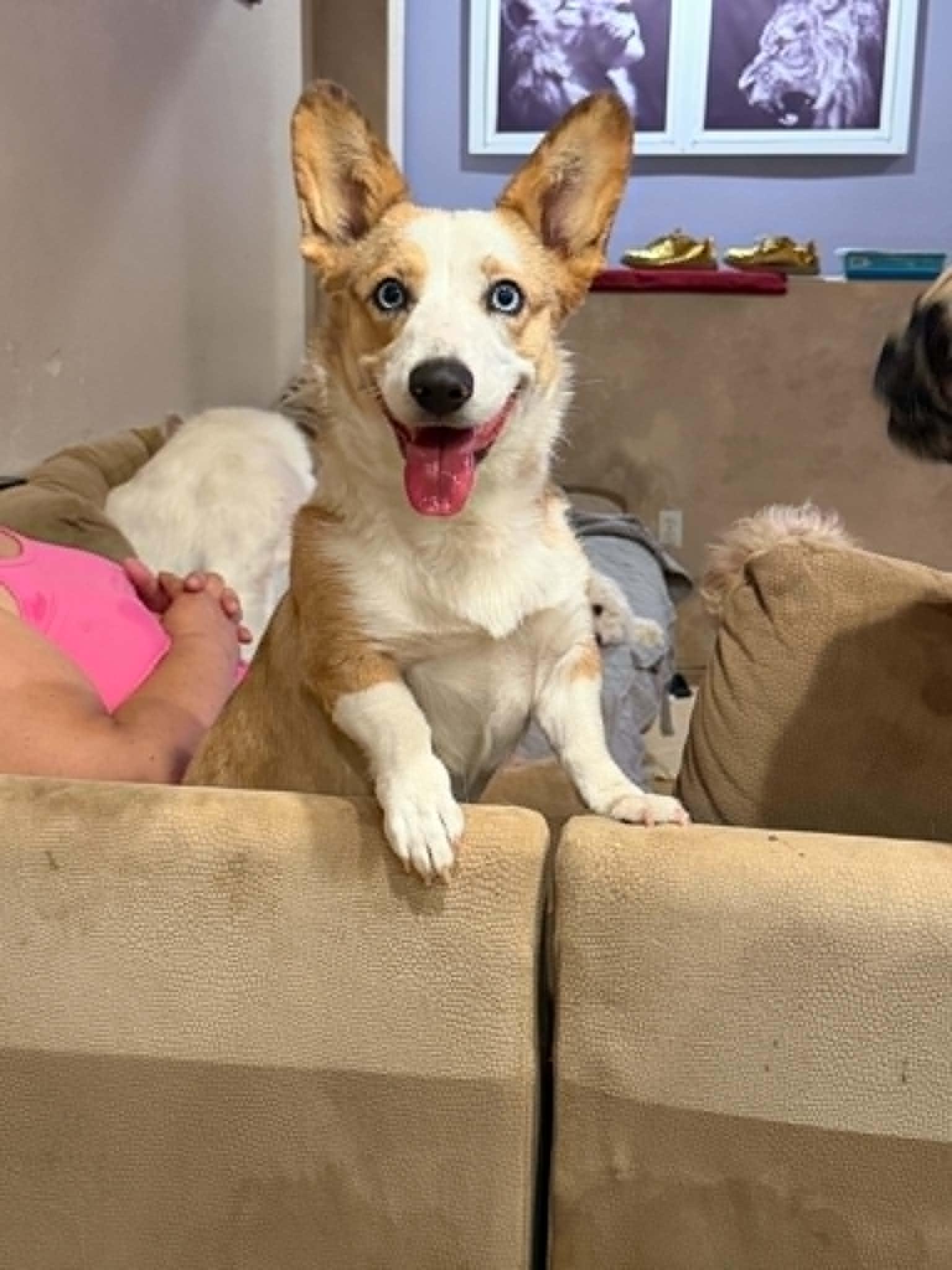 Enlarge CiCi, an adopted Pembroke Welsh Corgi in Las Vegas, NV image 1/1