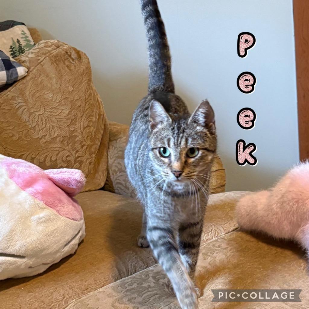 Enlarge Peek, a Adoptable mixed breed in Fort Oglethorpe, GA image 2/2