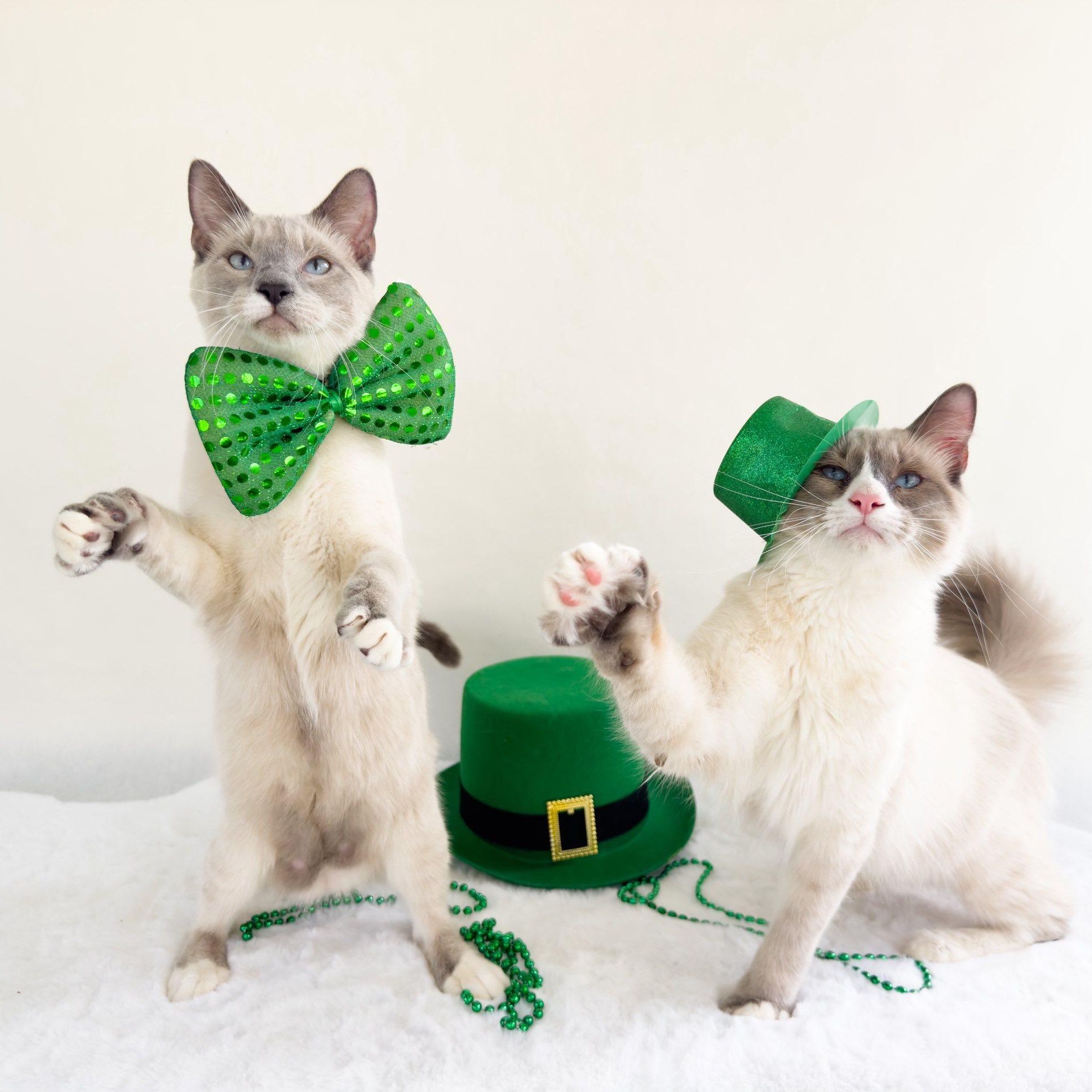 Enlarge MILTON & MORGAN, an adopted Siamese in Flint, TX image 4/4