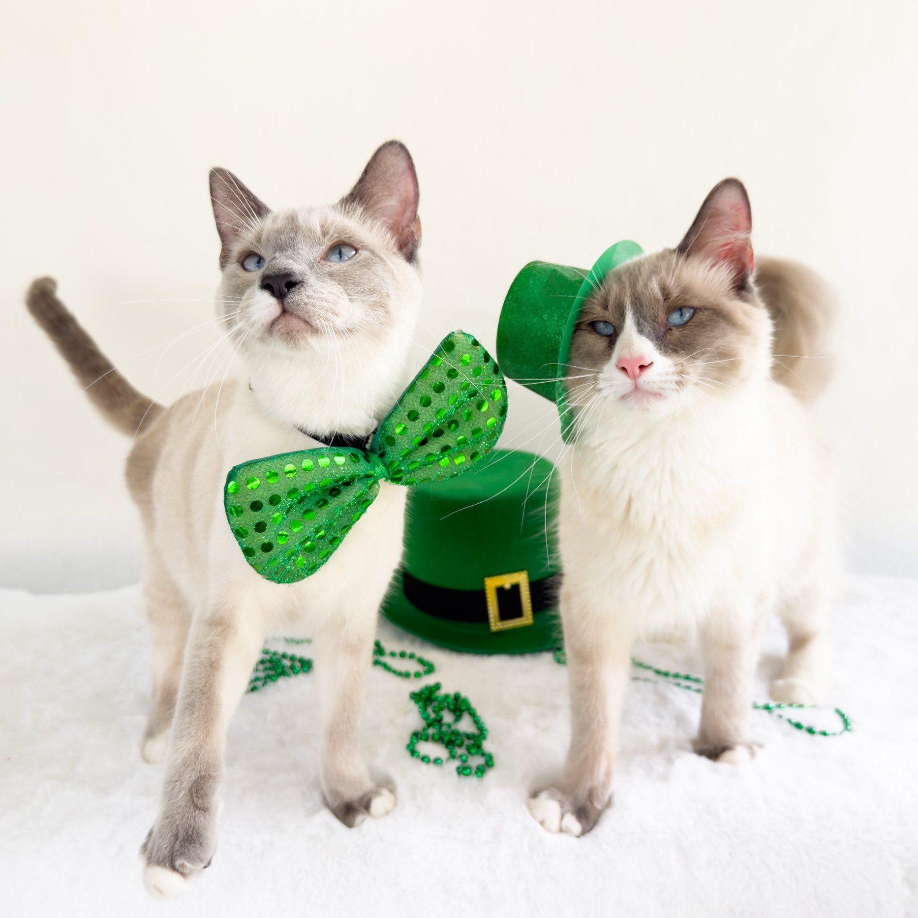 Enlarge MILTON & MORGAN, an adopted Siamese in Flint, TX image 1/4