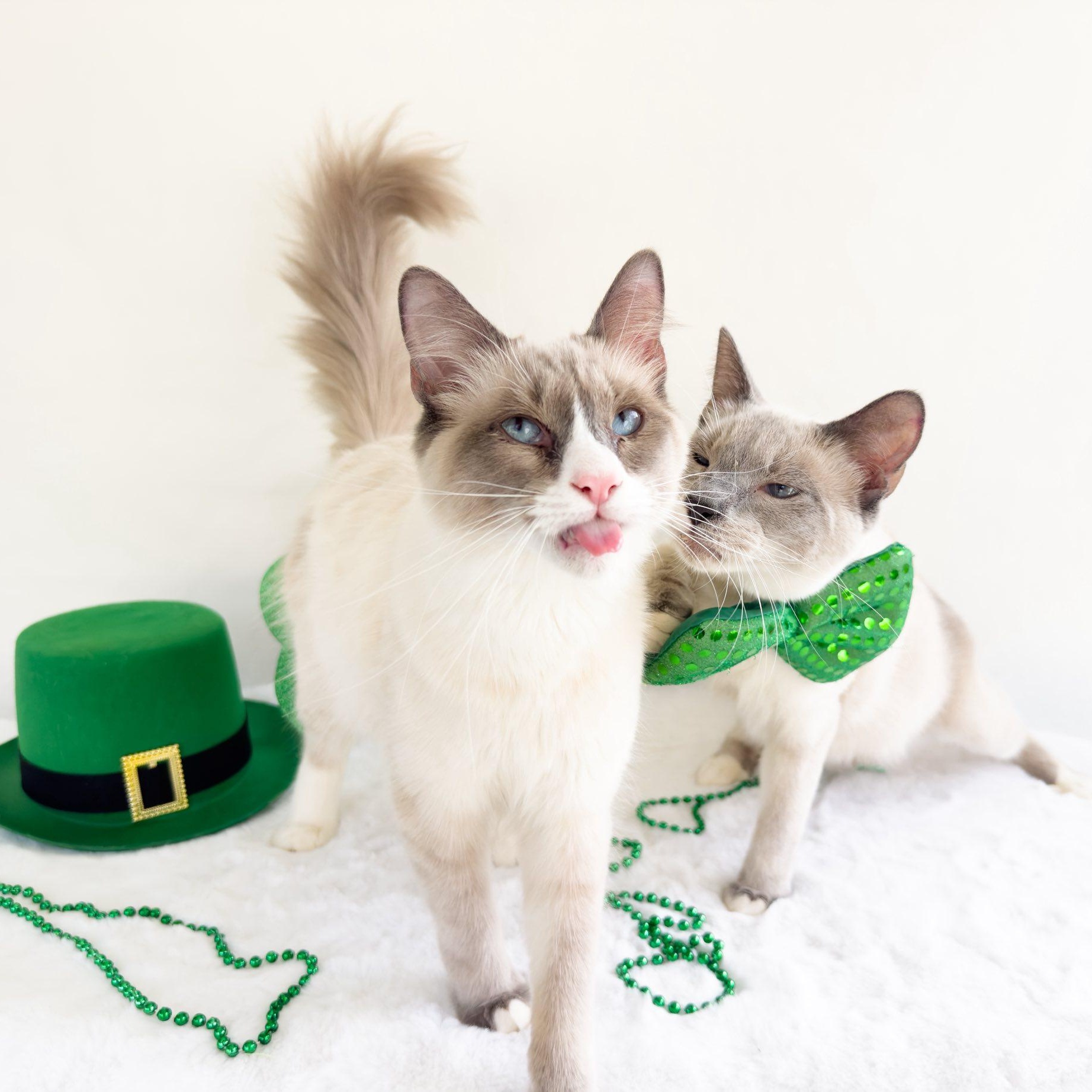 Enlarge MILTON & MORGAN, an adopted Siamese in Flint, TX image 2/4