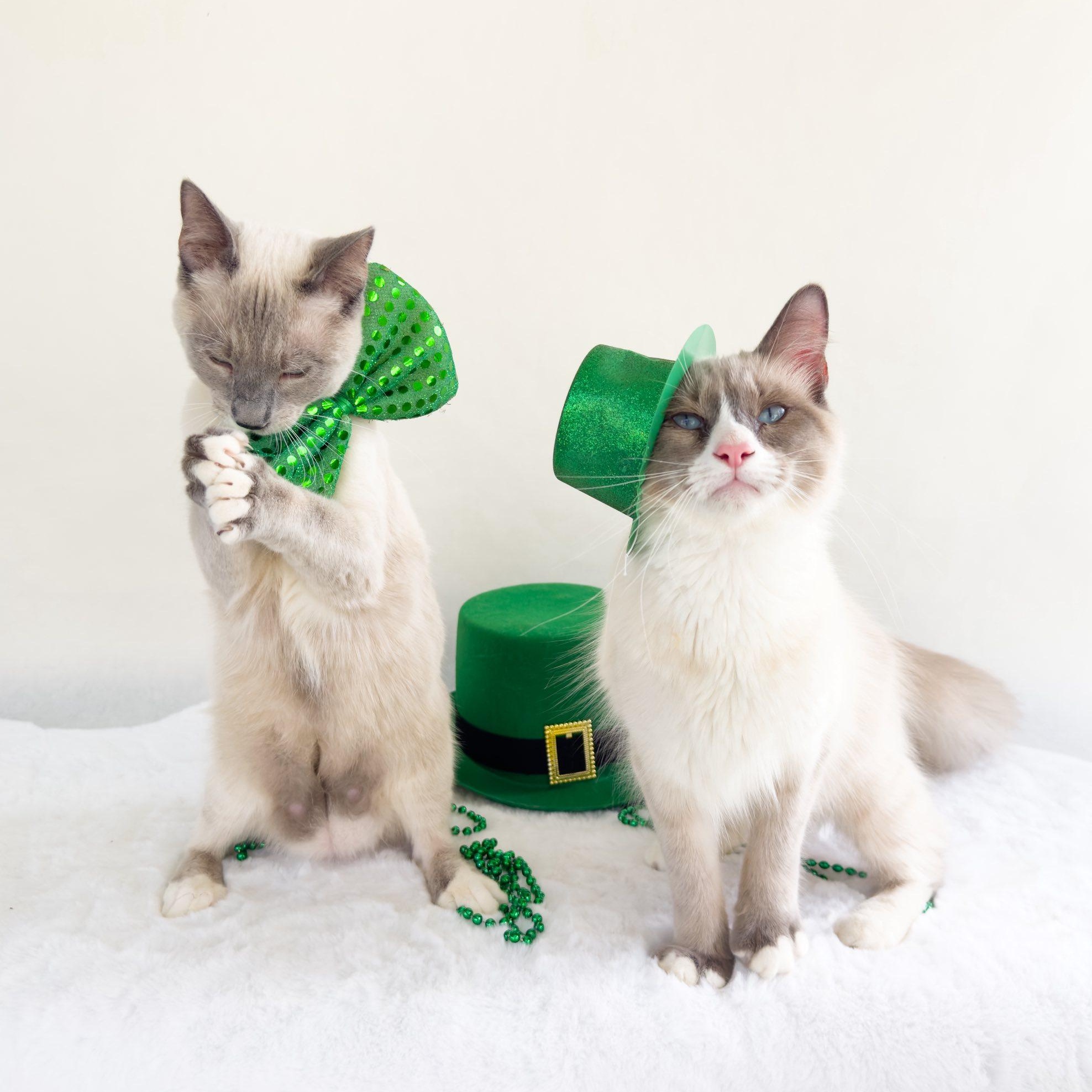 Enlarge MILTON & MORGAN, an adopted Siamese in Flint, TX image 3/4