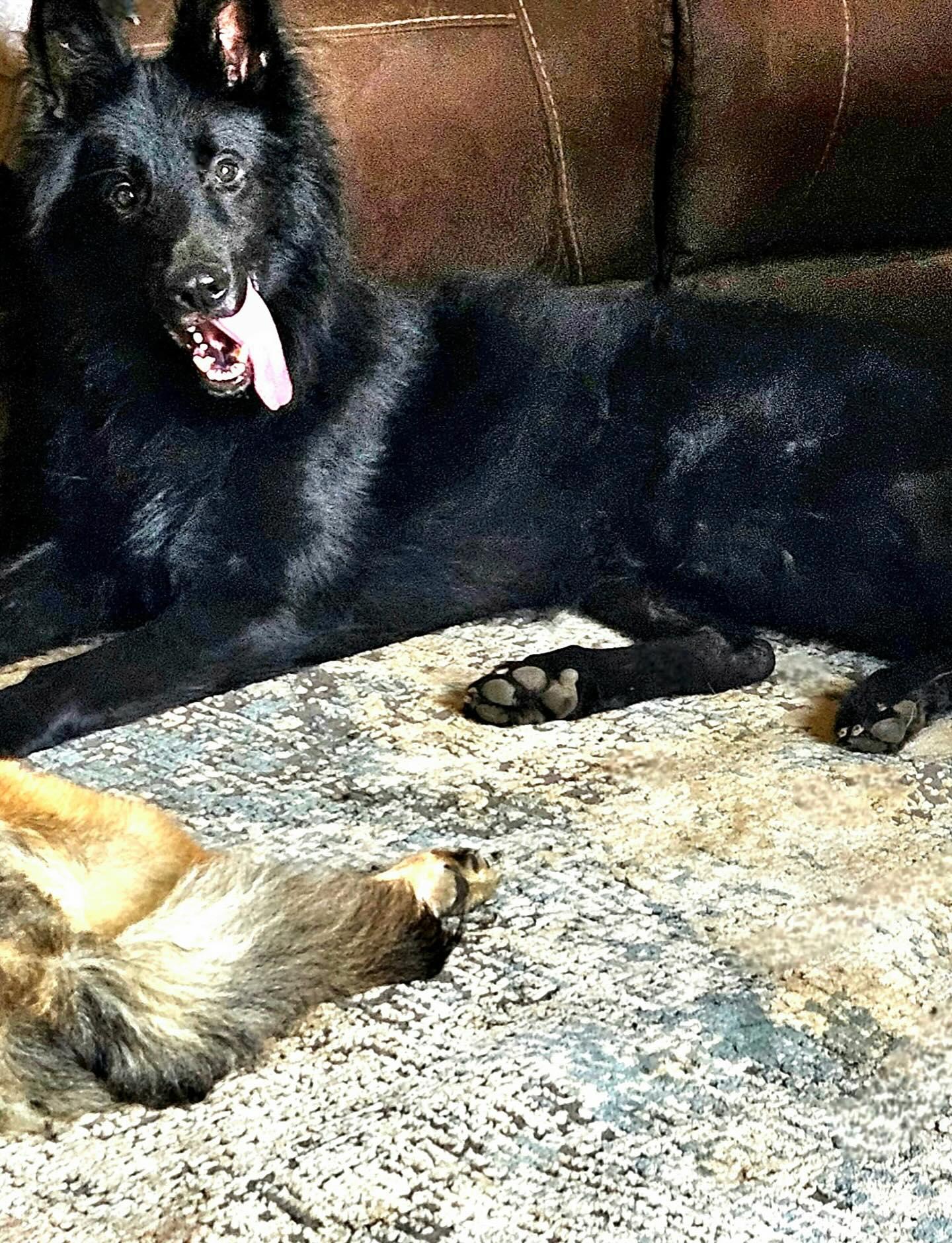 Otto, Adoptable, Young Male German Shepherd Dog.