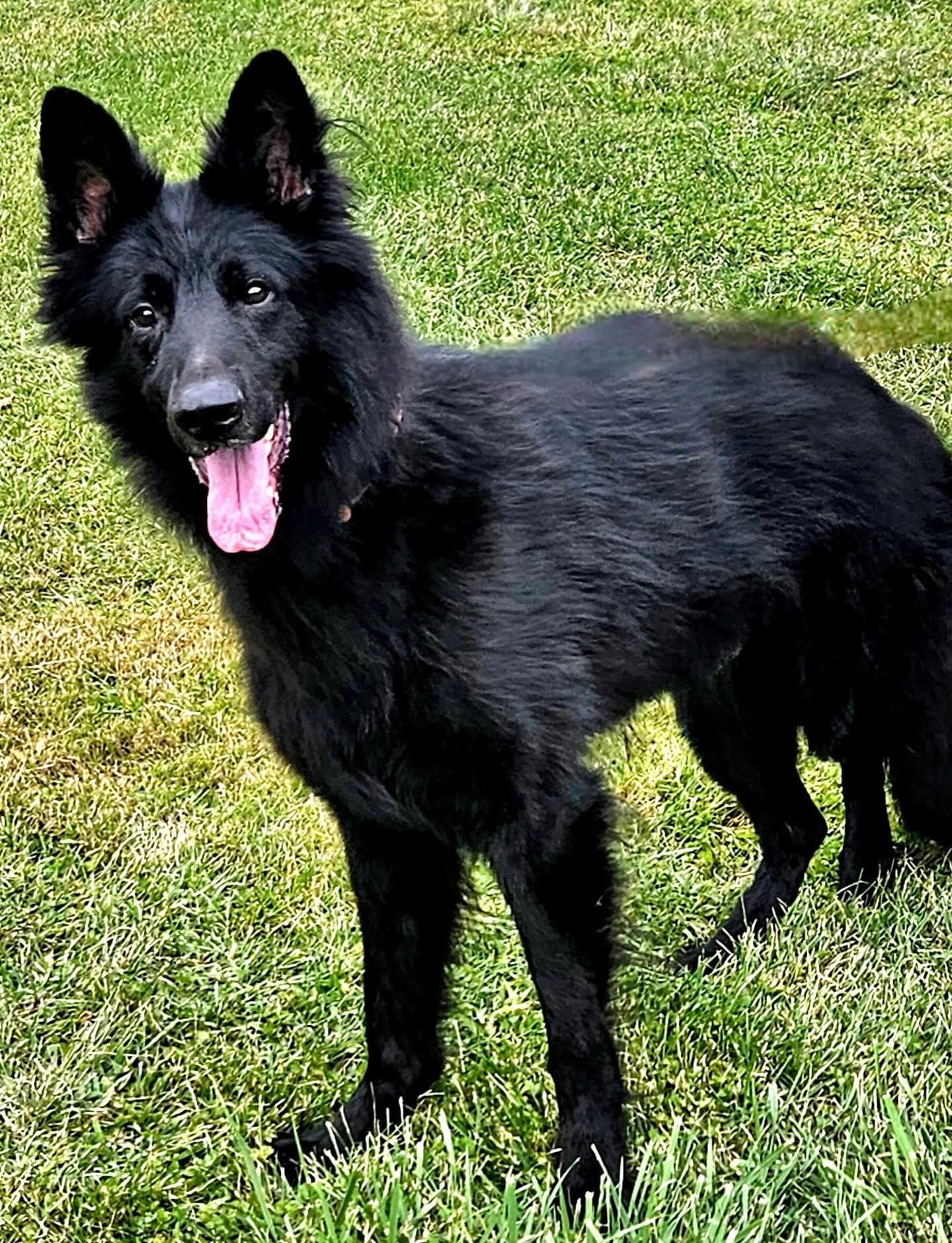Otto, a Adoptable German Shepherd Dog in Brookfield, CT image 2/6