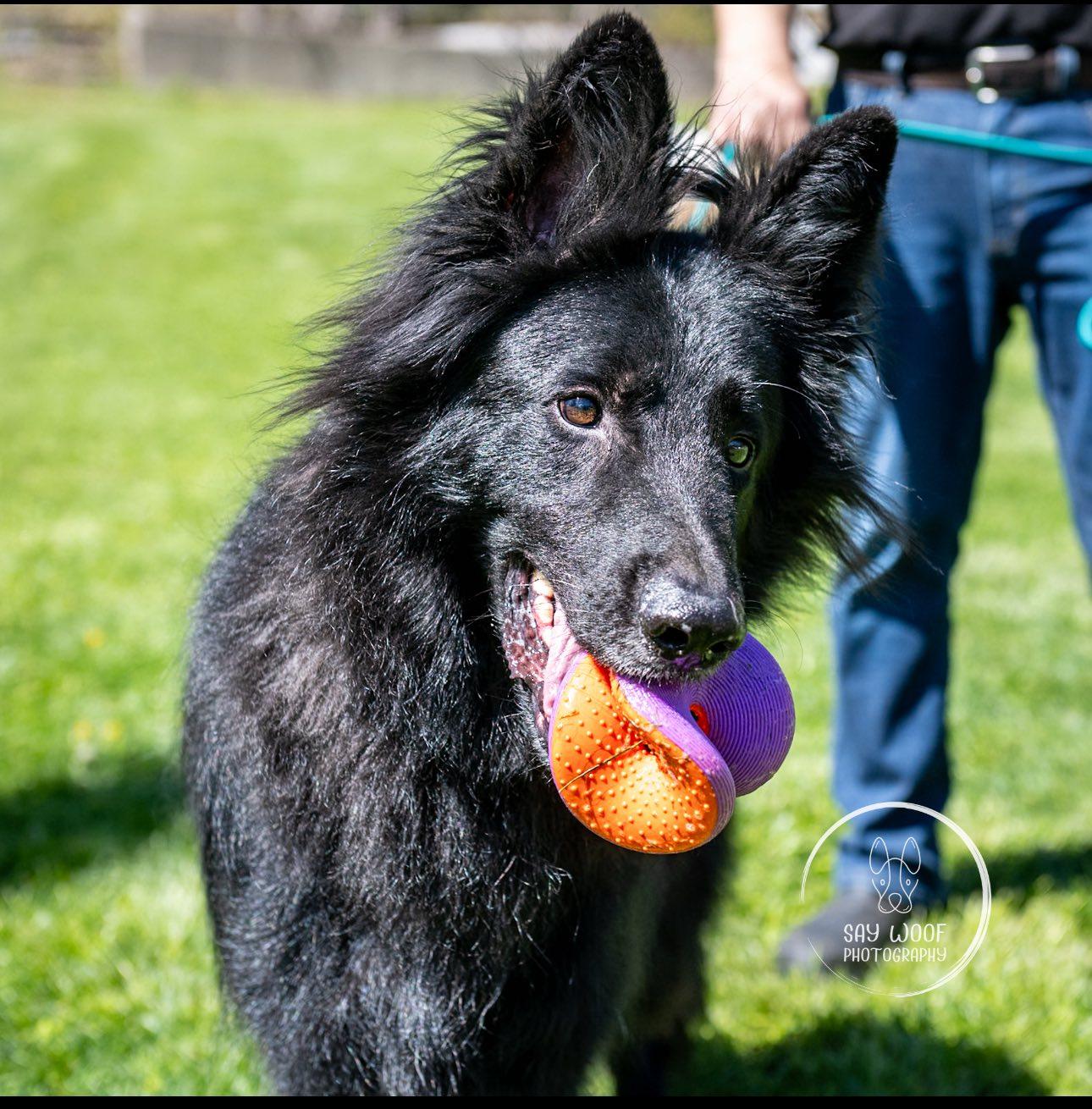 Enlarge Otto, an adoptable German Shepherd Dog in Brookfield, CT image 2/6