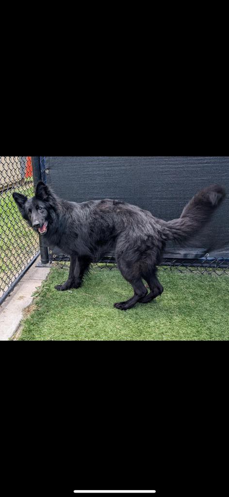 Otto, Young Male German Shepherd Dog