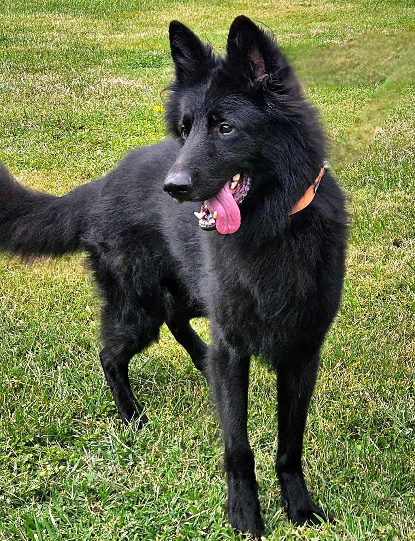 Otto, a Adoptable German Shepherd Dog in Brookfield, CT image 3/6