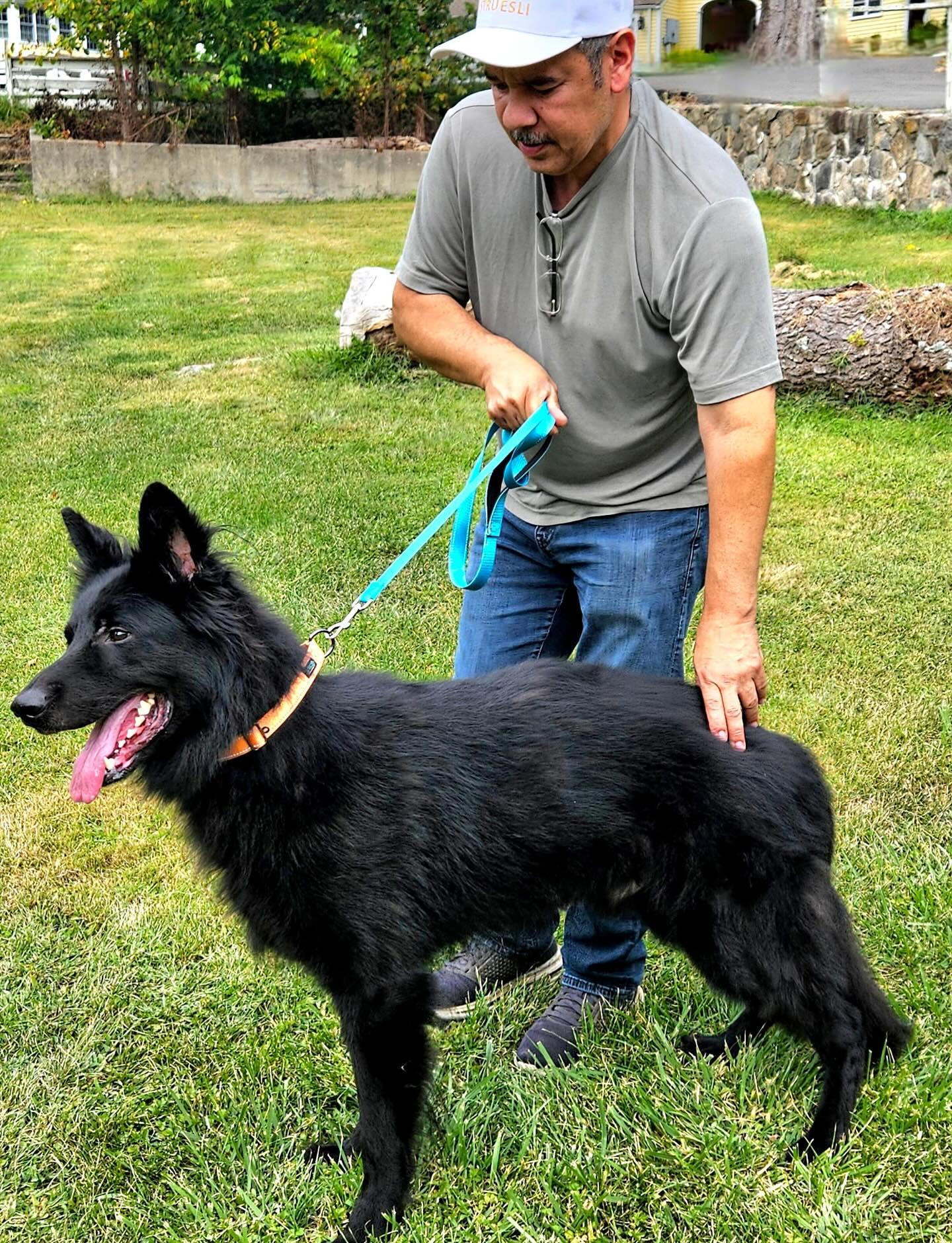 Otto, a Adoptable German Shepherd Dog in Brookfield, CT image 4/6