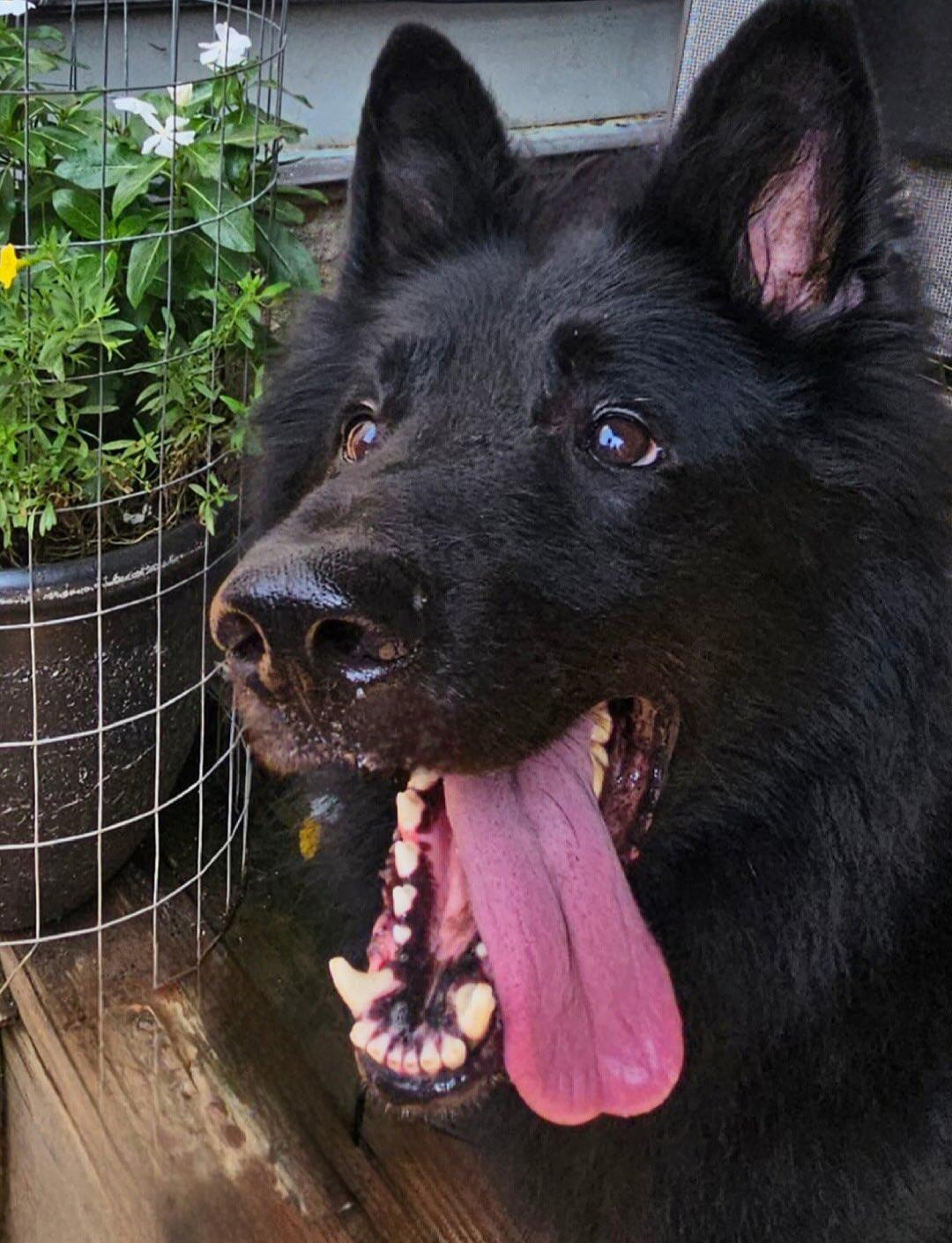 Otto, a Adoptable German Shepherd Dog in Brookfield, CT image 5/6