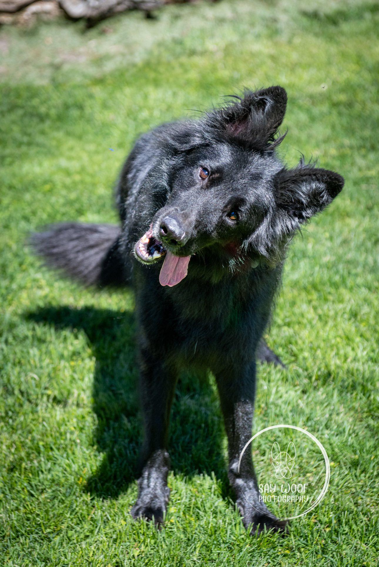Otto, adoptable, Adult Male German Shepherd Dog.