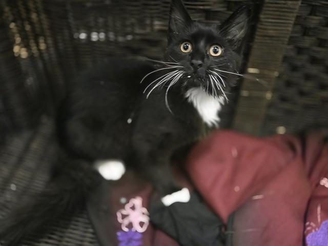 EMBER, Adoptable, Kitten Male Domestic Short Hair.