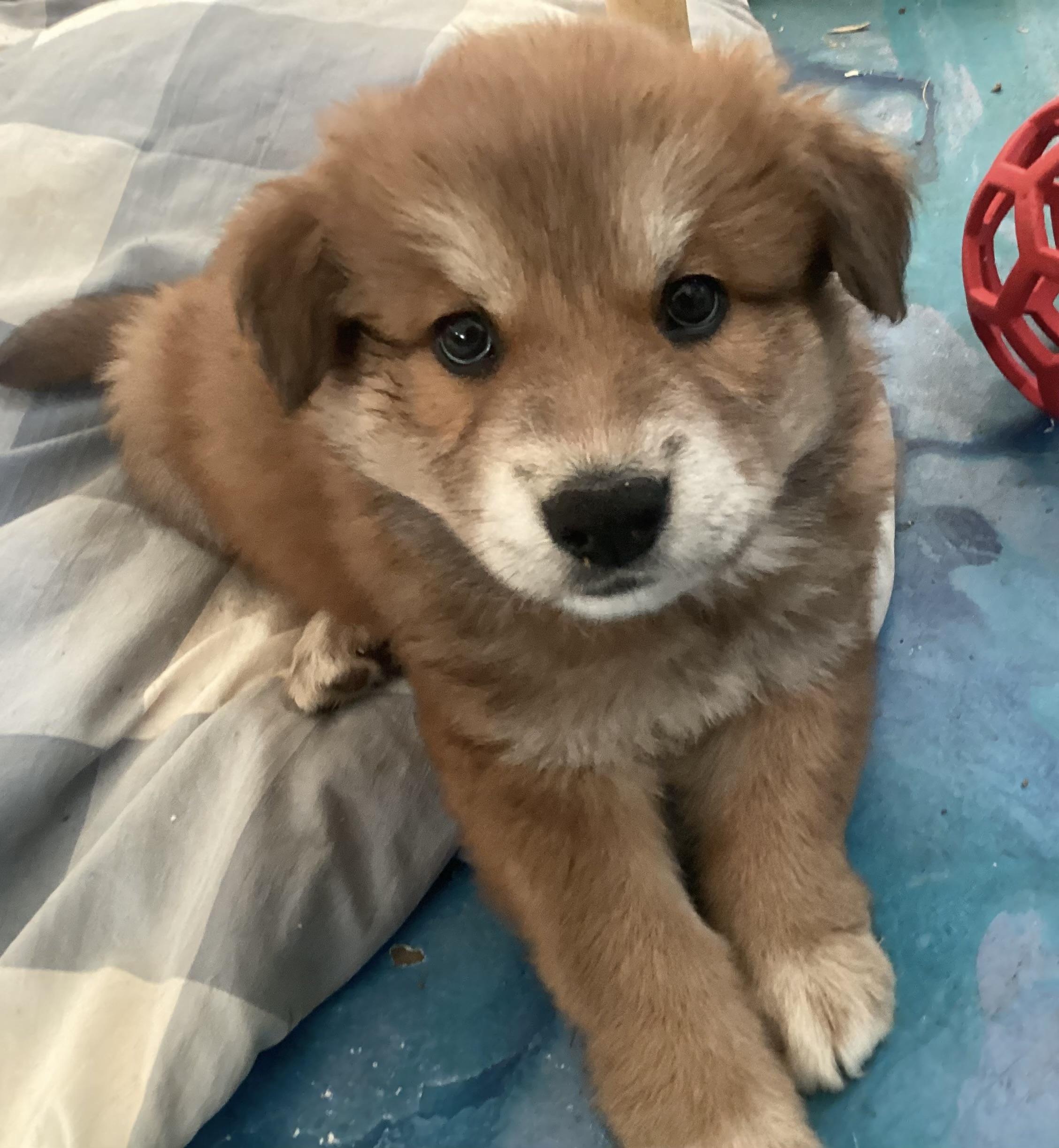 Mocha, a Adopted mixed breed in Tucson, AZ image 3/4