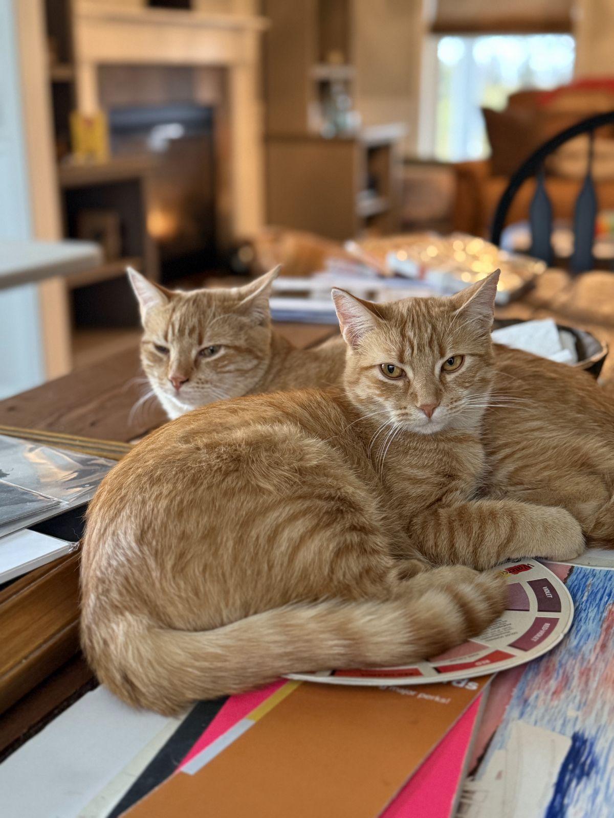 Enlarge Ginger & Pumpkin, an adopted mixed breed in Fairfield, CT image 1/1