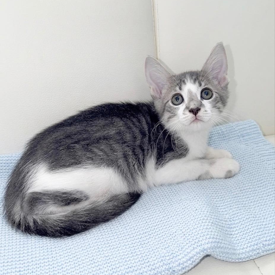Sully, an adopted Domestic Short Hair in Springfield, MA image 3/3