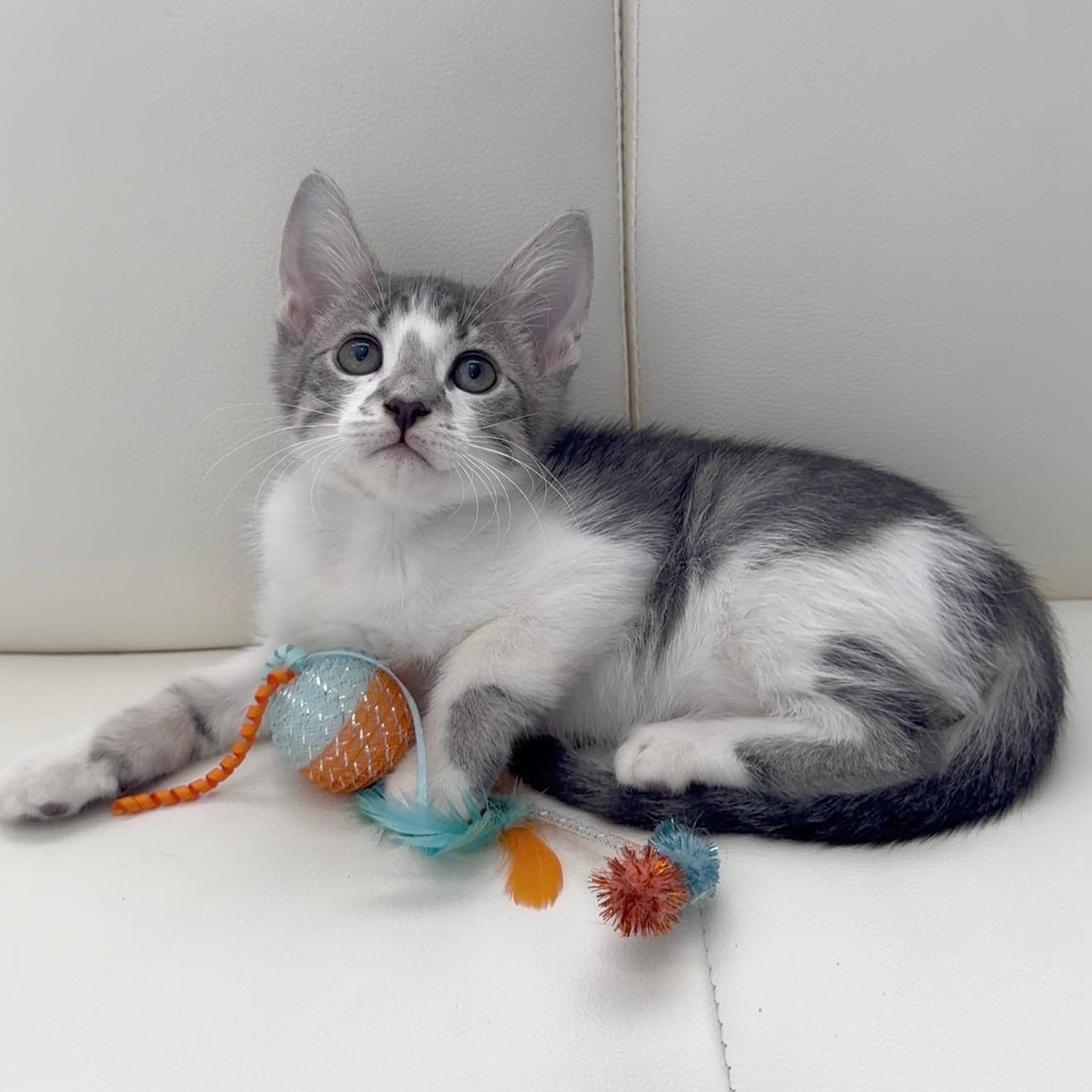Sully, adopted, Kitten Male Domestic Short Hair.