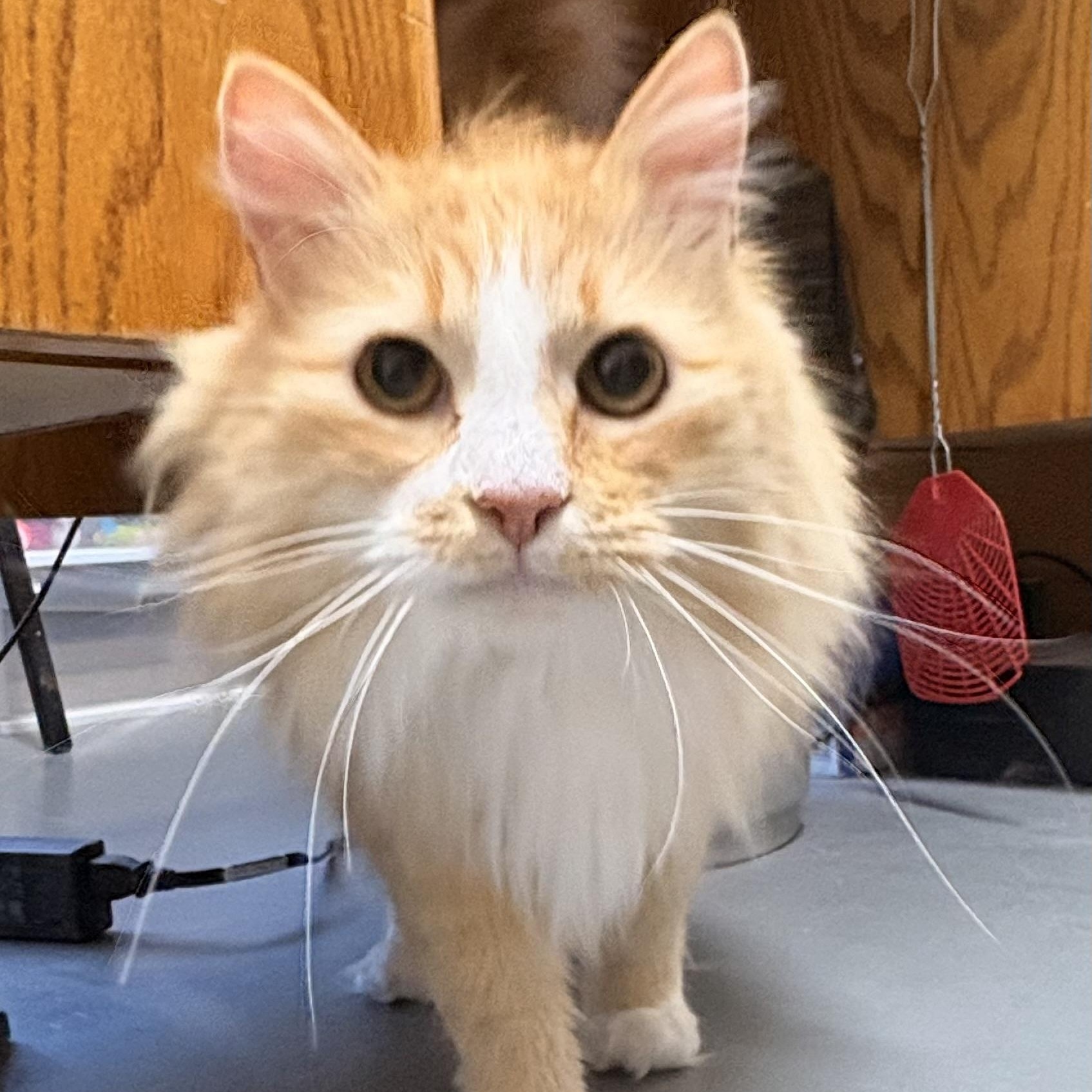 Enlarge Dean, an adopted Domestic Long Hair in Bisbee, AZ image 2/2