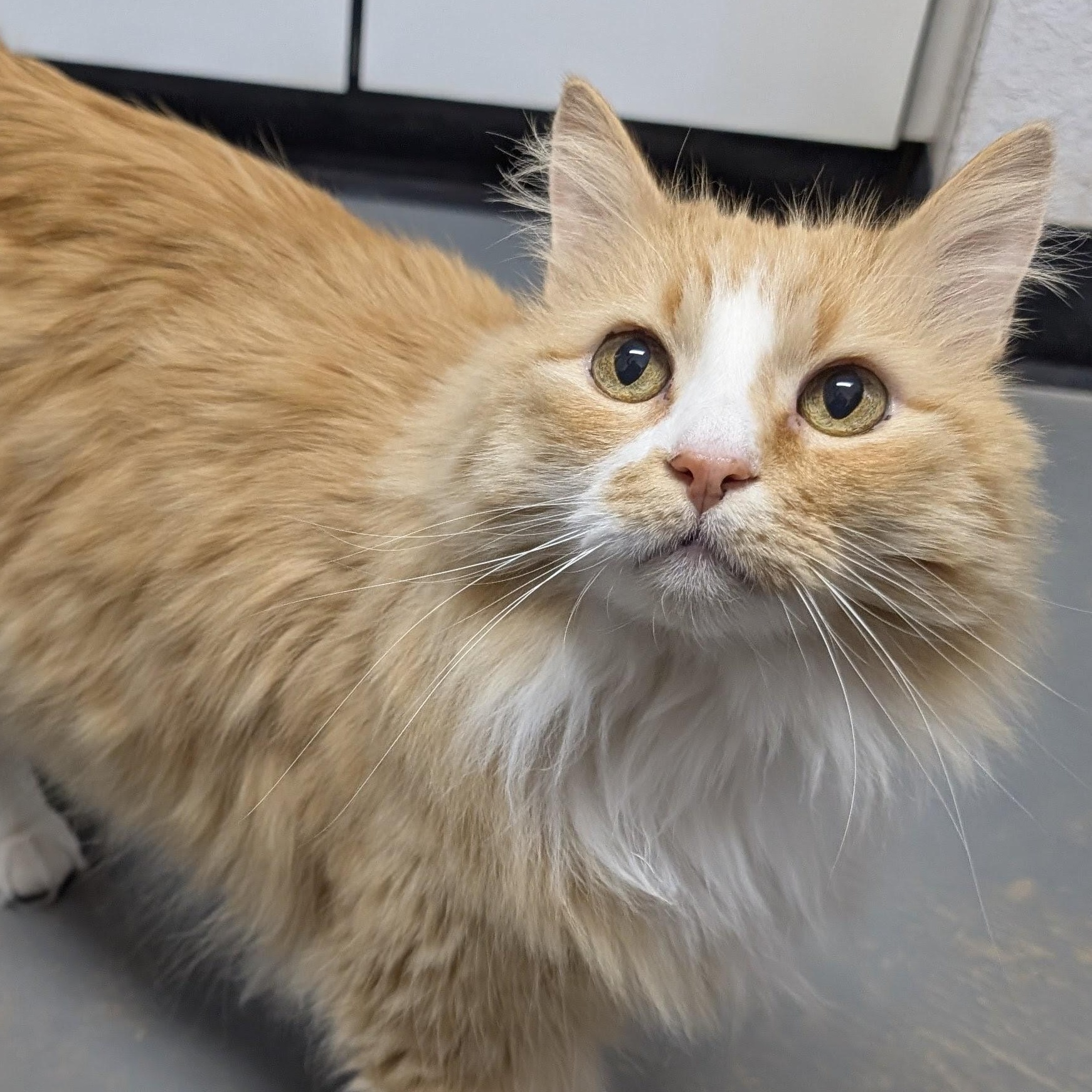 Enlarge Dean, an adopted Domestic Long Hair in Bisbee, AZ image 1/2