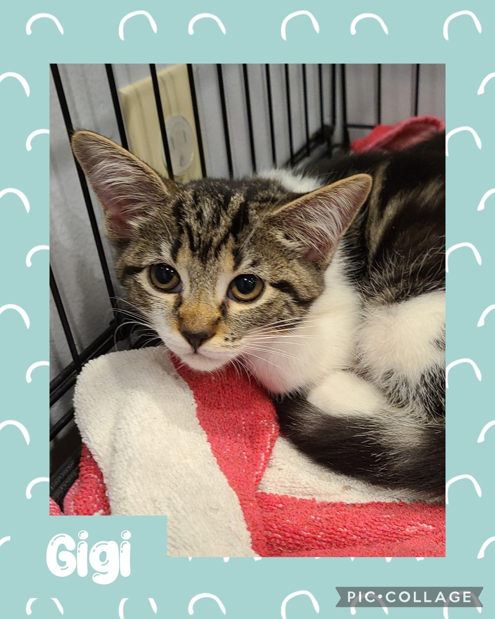 Gigi, an adoptable Domestic Short Hair in Iron River, MI, 49935 | Photo Image 1
