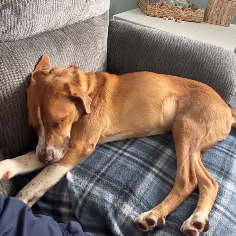 Saint, a ADOPTABLE mixed breed in Philadelphia, PA image 6/6
