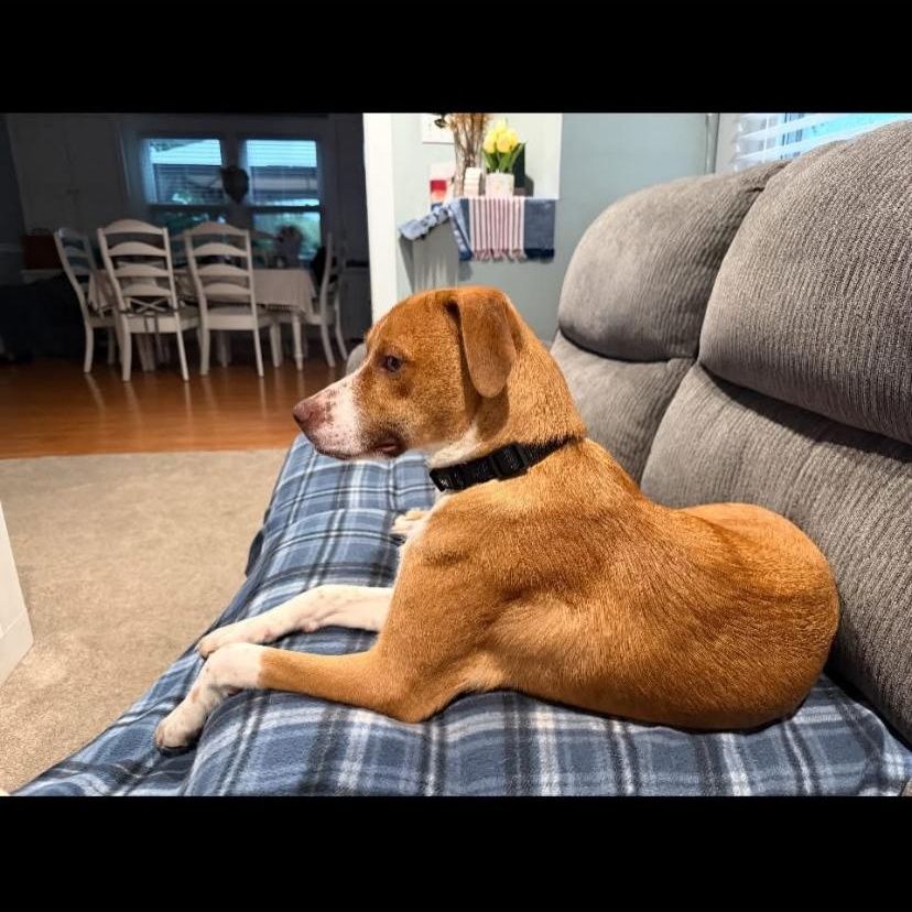 Saint, a ADOPTABLE mixed breed in Philadelphia, PA image 2/6