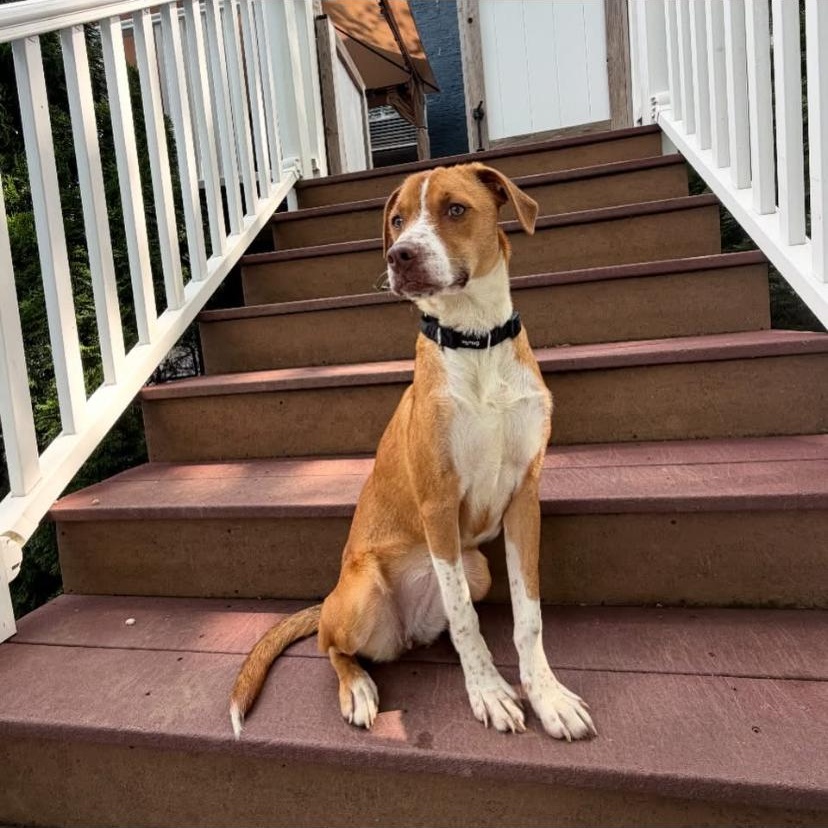 Saint, ADOPTABLE, Puppy Female Hound & Pit Bull Terrier.