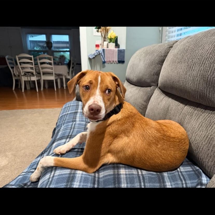 Saint, a ADOPTABLE mixed breed in Philadelphia, PA image 4/6