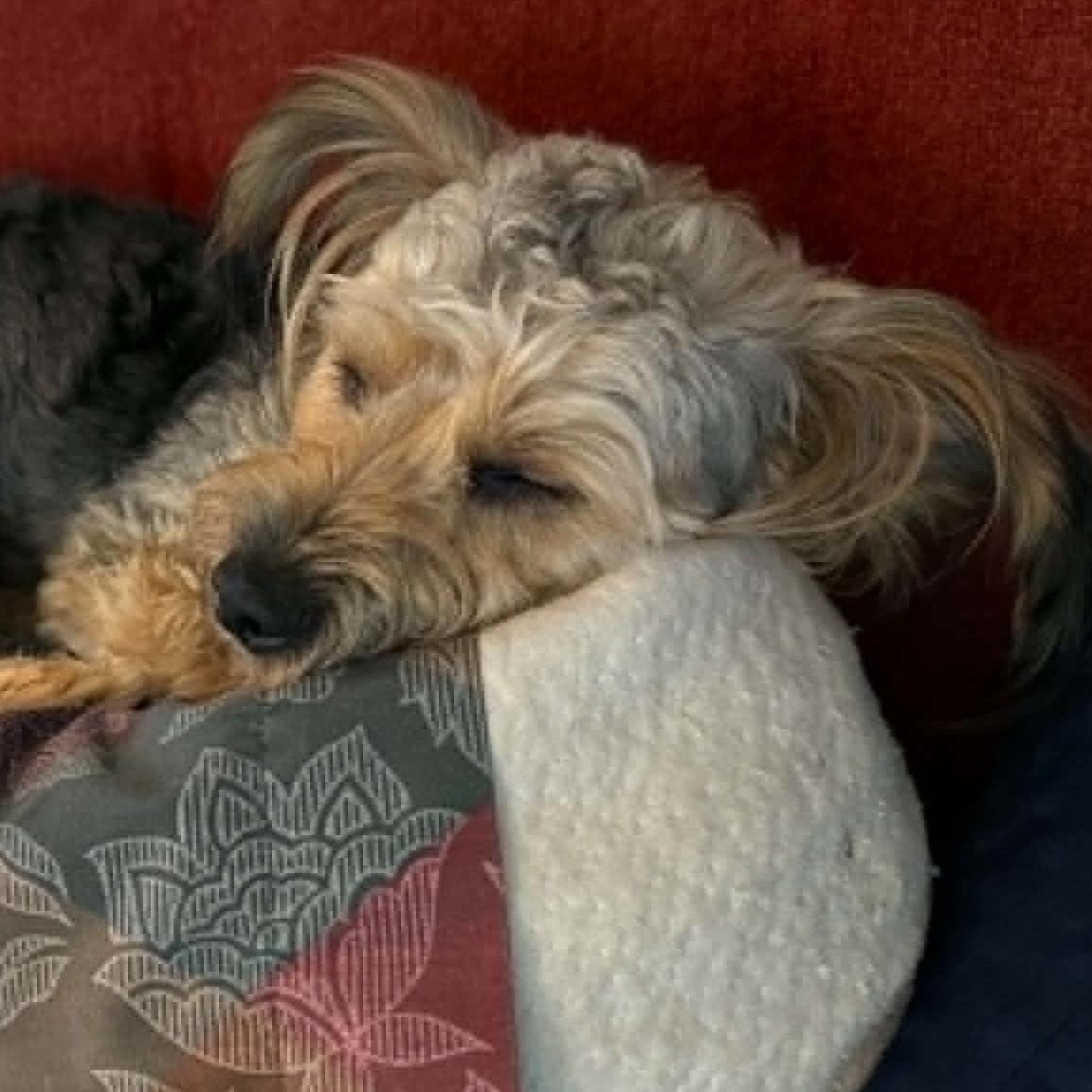 Kenzo, a ADOPTABLE Yorkie Poo in Cherry Hill, NJ image 5/6