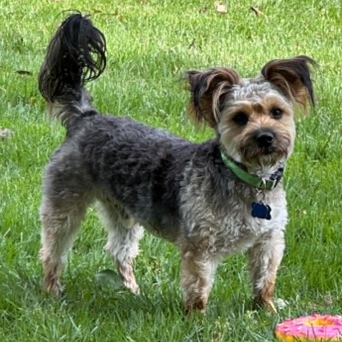 Kenzo, a ADOPTABLE Yorkie Poo in Cherry Hill, NJ image 1/6