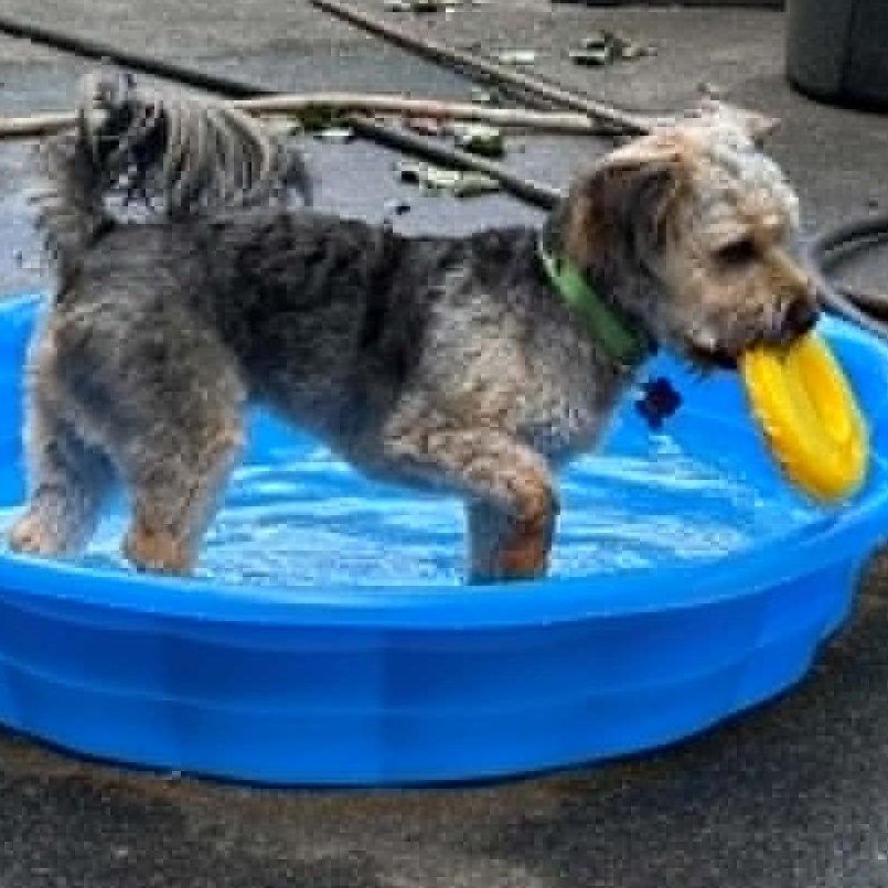 Kenzo, a ADOPTABLE Yorkie Poo in Cherry Hill, NJ image 6/6