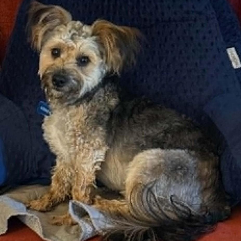 Kenzo, a ADOPTABLE Yorkie Poo in Cherry Hill, NJ image 2/6