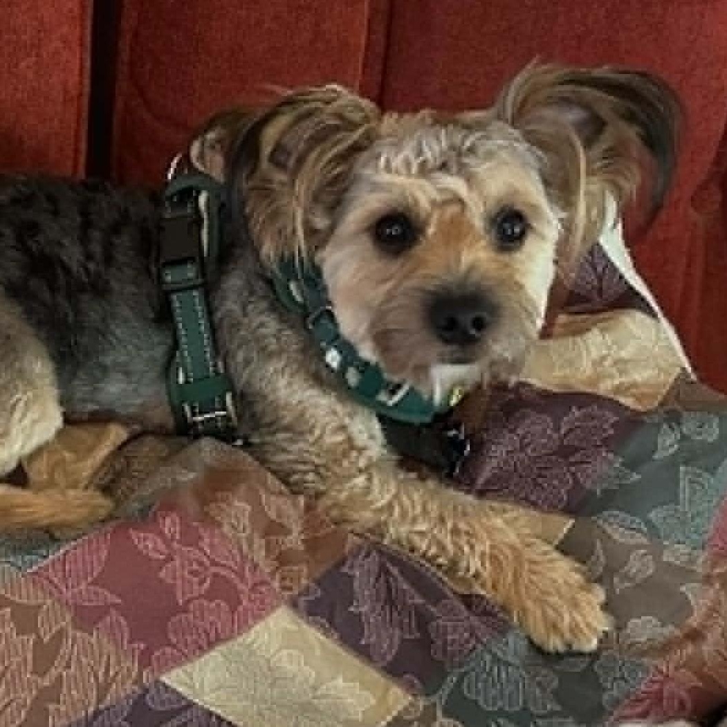 Kenzo, a ADOPTABLE Yorkie Poo in Cherry Hill, NJ image 4/6