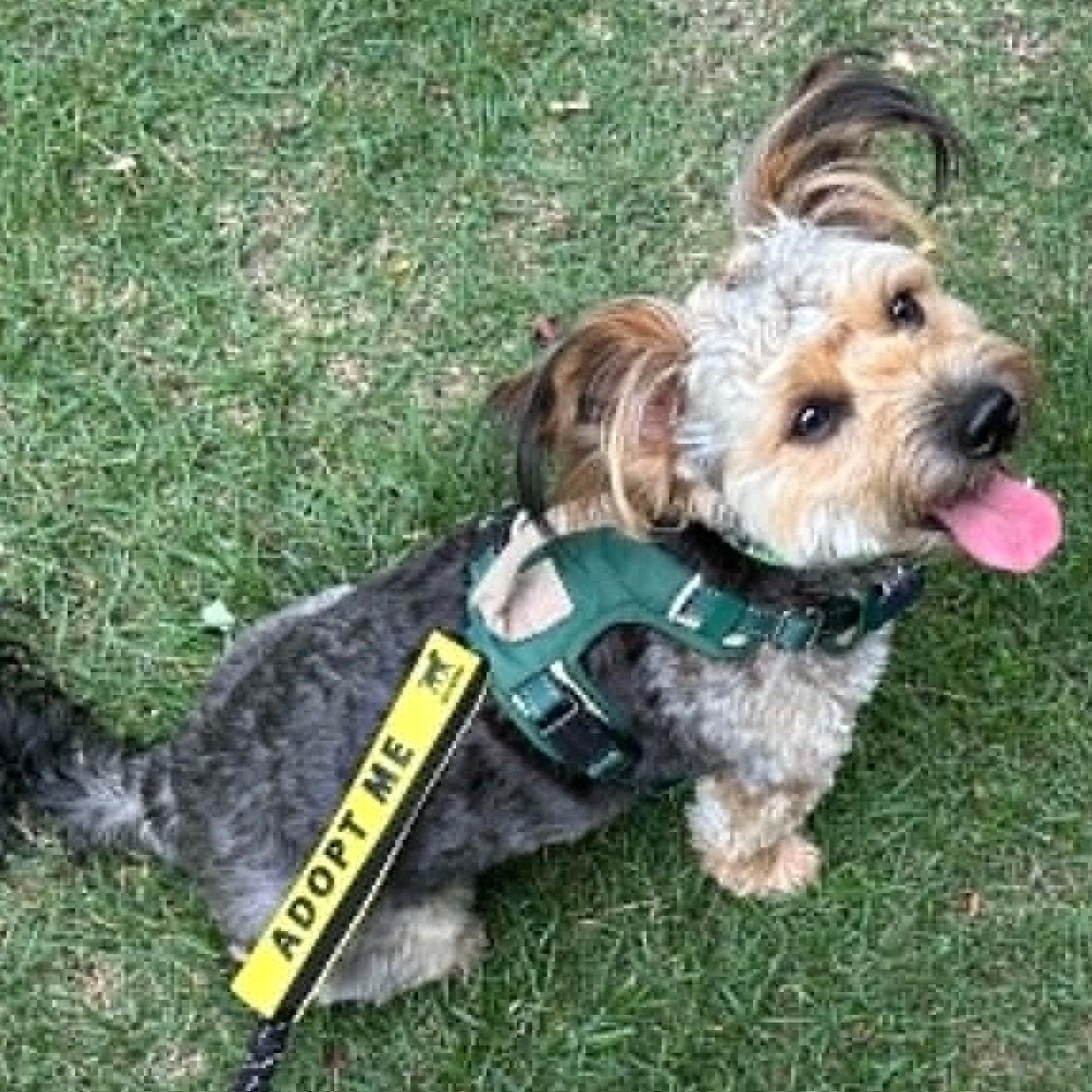 Kenzo, a ADOPTABLE Yorkie Poo in Cherry Hill, NJ image 3/6