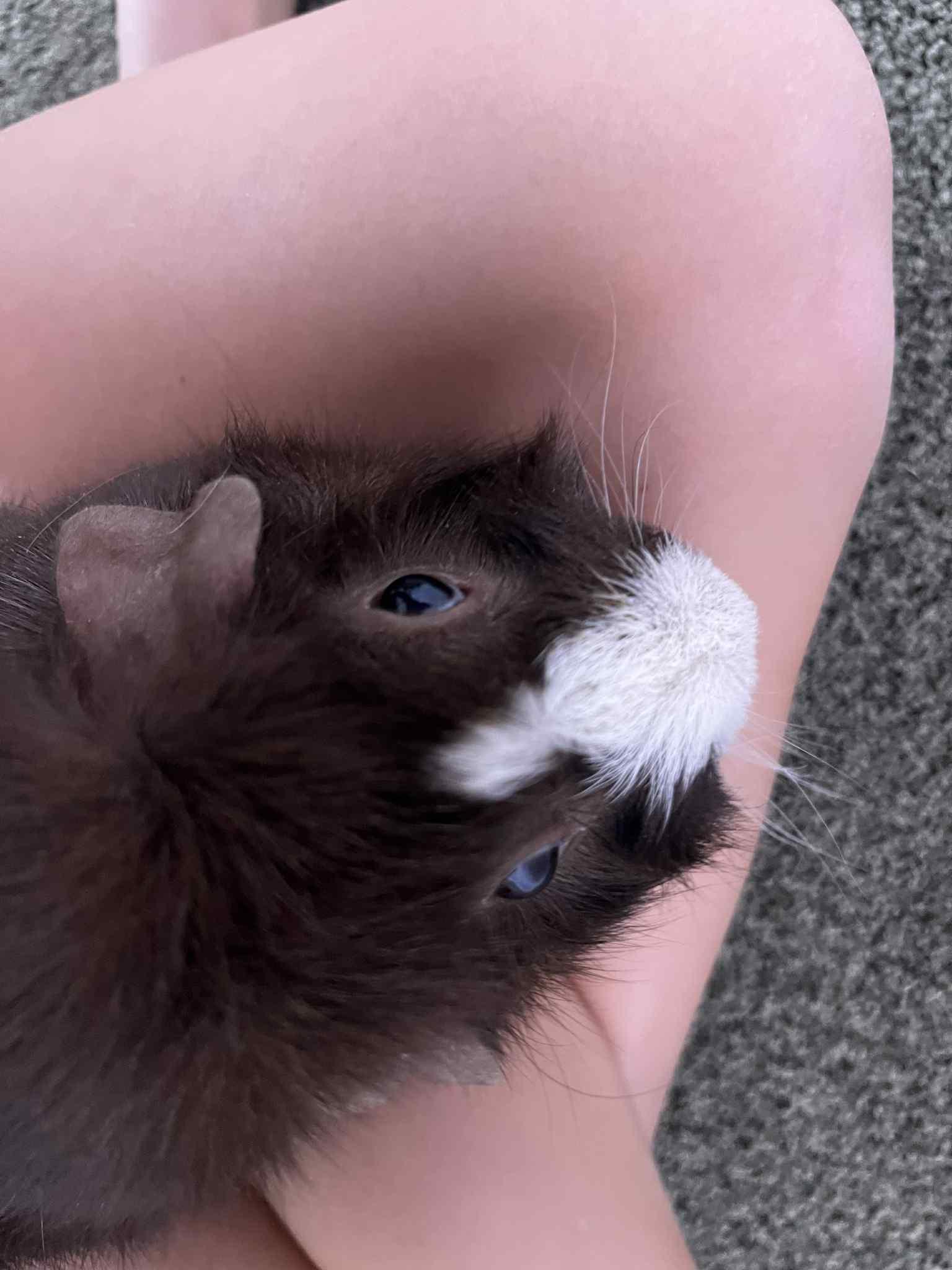 Enlarge Rosie & Izzy, a Adoptable Guinea Pig in Lincoln, NE image 2/4