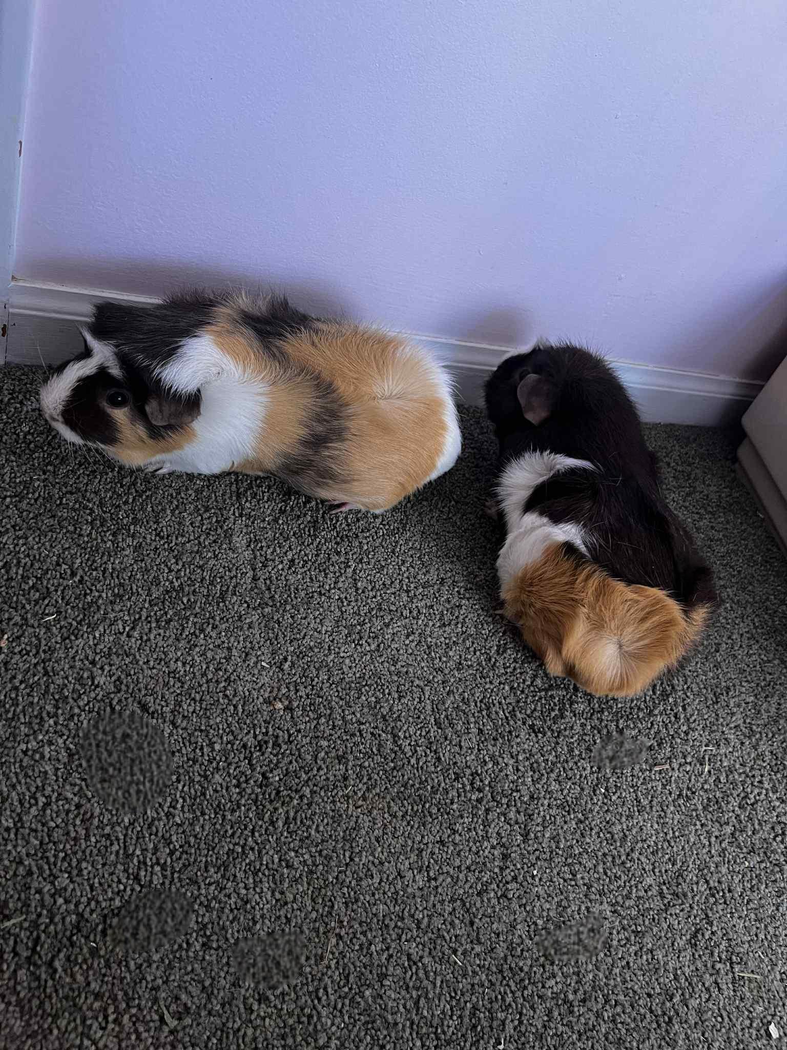 Enlarge Rosie & Izzy, a Adoptable Guinea Pig in Lincoln, NE image 4/4