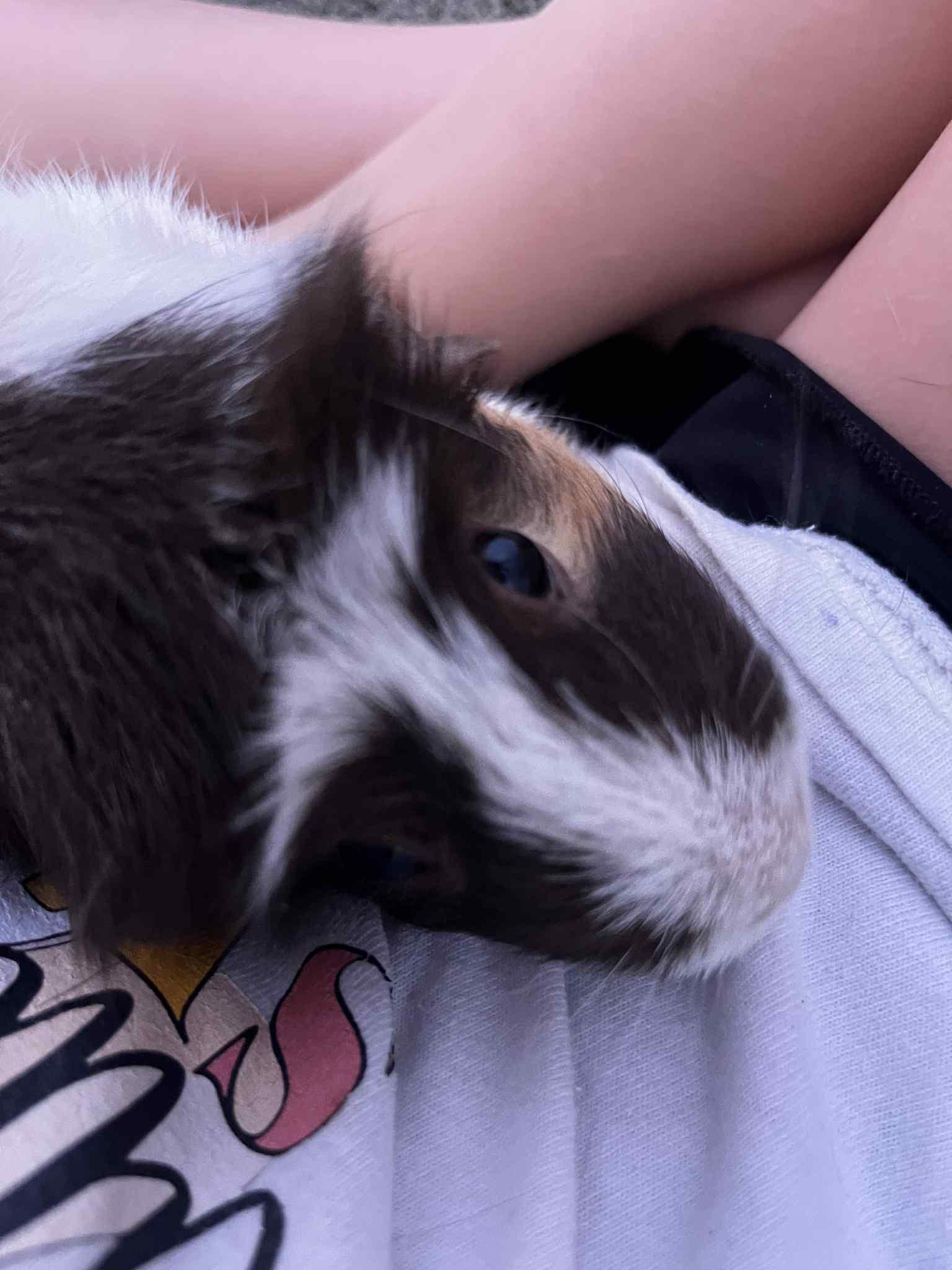 Enlarge Rosie & Izzy, a Adoptable Guinea Pig in Lincoln, NE image 3/4