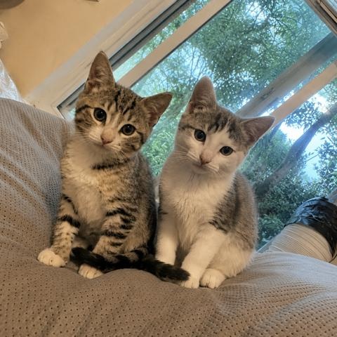 Johnny Cage (3.5 months), an adopted Domestic Short Hair in Gig Harbor, WA image 2/6