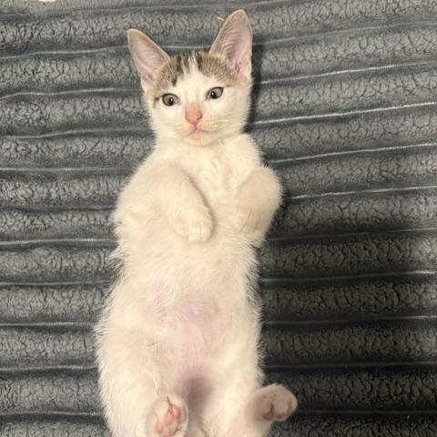 Johnny Cage (3.5 months), an adopted Domestic Short Hair in Gig Harbor, WA image 3/6