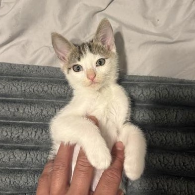 Johnny Cage (3.5 months), an adopted Domestic Short Hair in Gig Harbor, WA image 1/6