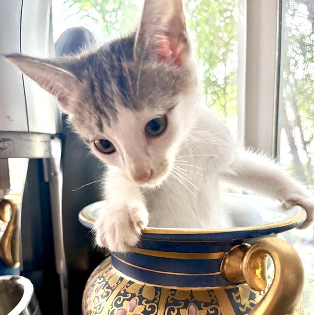 Johnny Cage (3.5 months), an adopted Domestic Short Hair in Gig Harbor, WA image 4/6