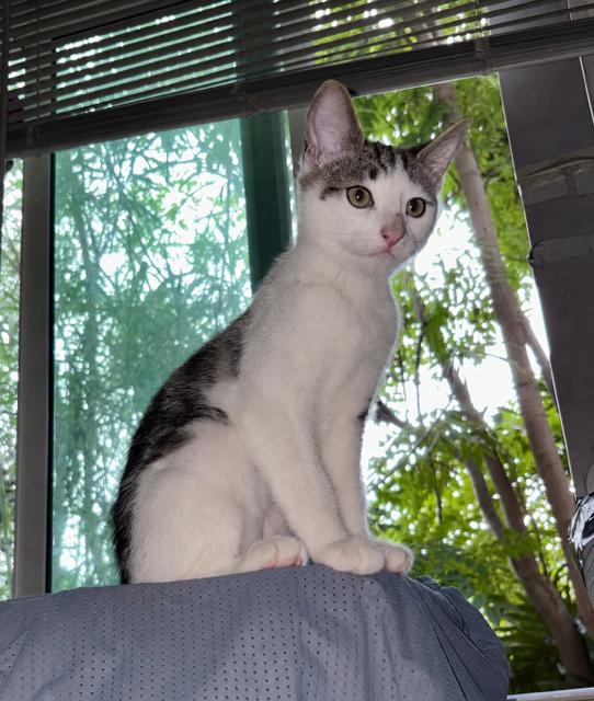 Johnny Cage (3.5 months), an adopted Domestic Short Hair in Gig Harbor, WA image 6/6