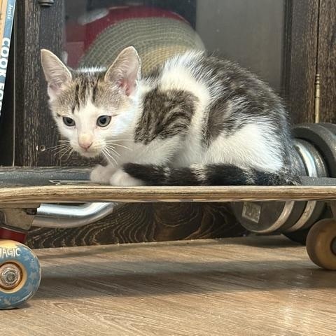 Johnny Cage (3.5 months), an adopted Domestic Short Hair in Gig Harbor, WA image 5/6