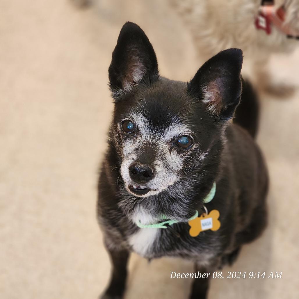 Naga, Adoptable, Senior Male Chihuahua & Schipperke.