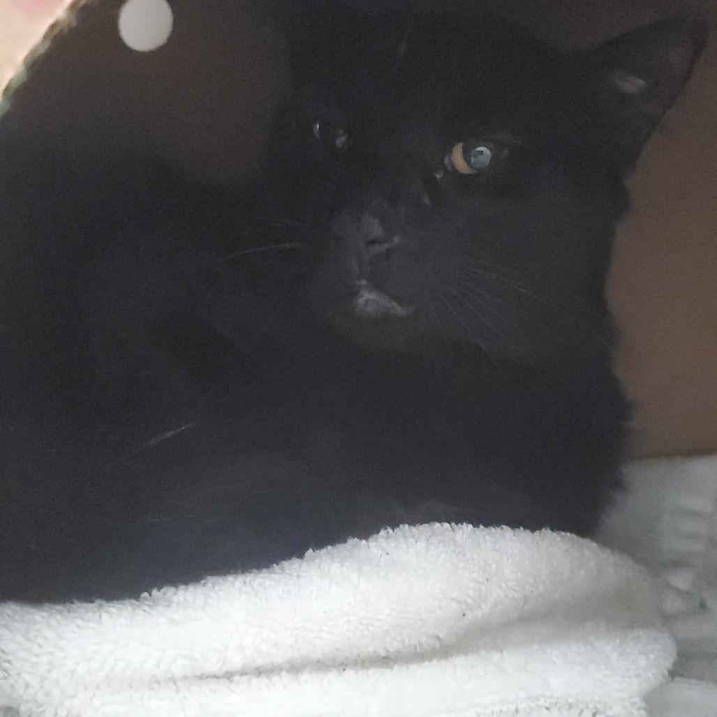 Enlarge Rally, a Adoptable Domestic Short Hair in Novelty, OH image 1/2