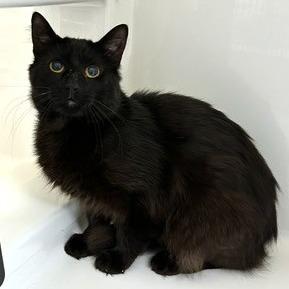 Enlarge Rally, a Adoptable Domestic Short Hair in Novelty, OH image 2/2