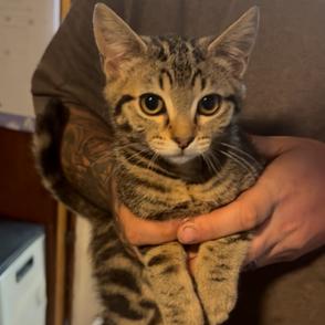 Enlarge Honey, a Adoptable Domestic Short Hair in Estacada, OR image 1/1