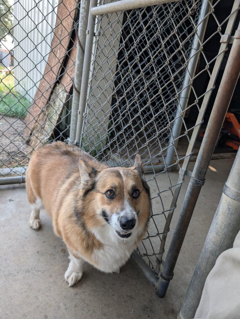 Albert, Adoptable, Adult Male Corgi.