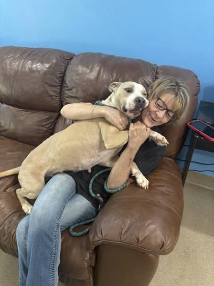 Cookie, Adoptable, Adult Female Pit Bull Terrier & Mixed Breed.