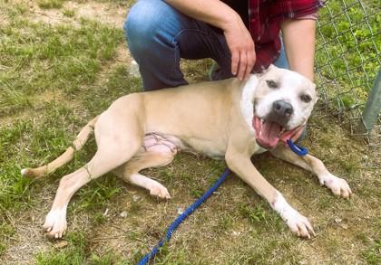 Enlarge Cookie, a Adoptable mixed breed in Clayton, GA image 2/3